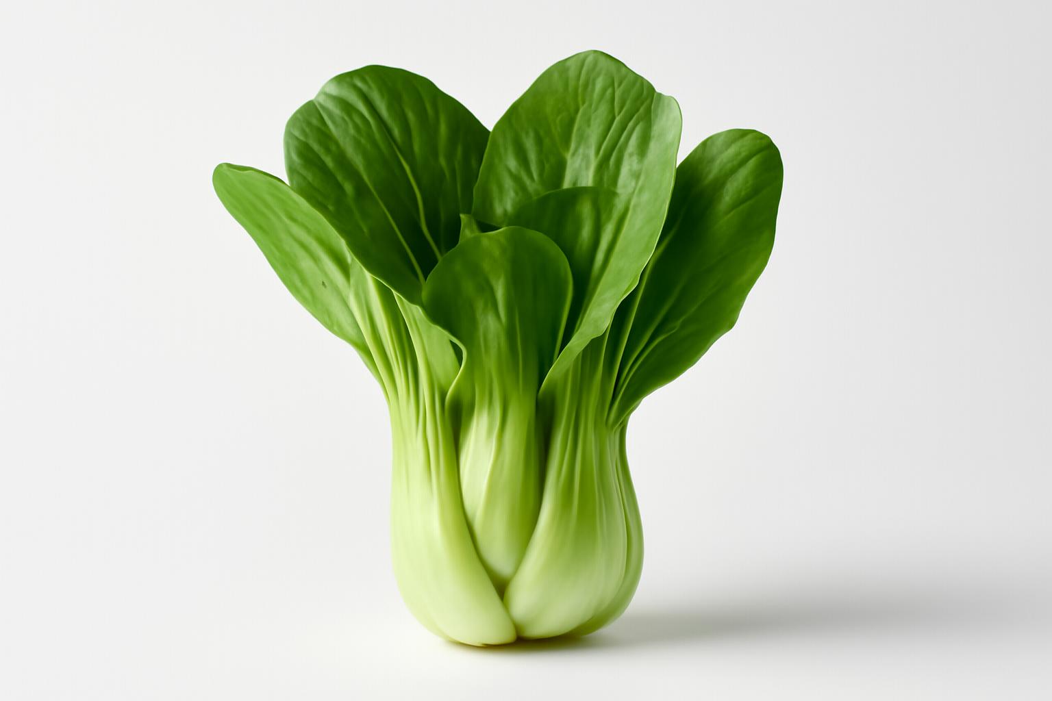 蕓薹 蕓薹