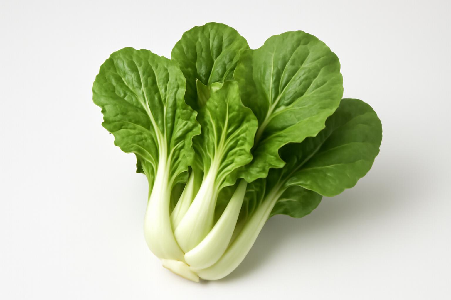 白芥 白芥