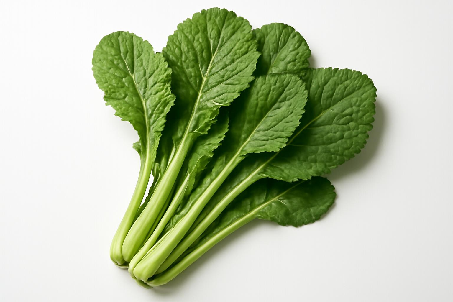 黃瓜菜 黃瓜菜