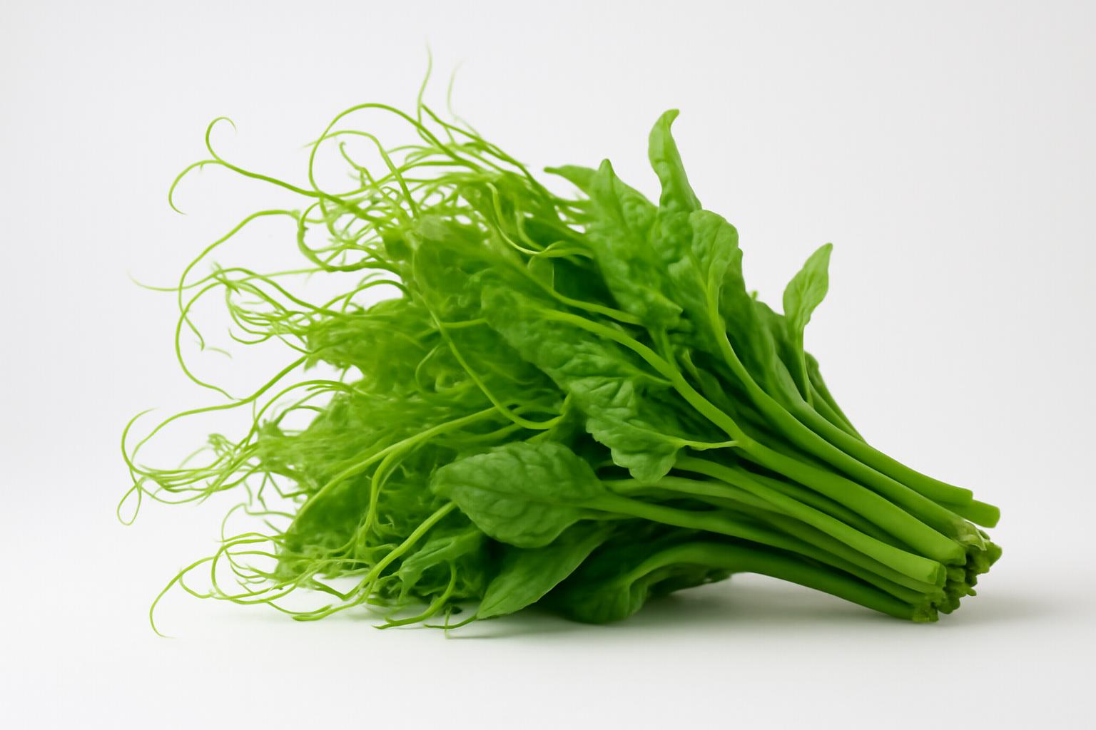 龍鬚菜 龍鬚菜